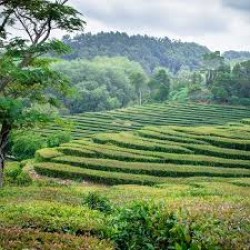 Tea Plantation Walking Tour In Munnar 1D